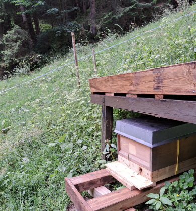 Bienenvolk unter der Liegefläche