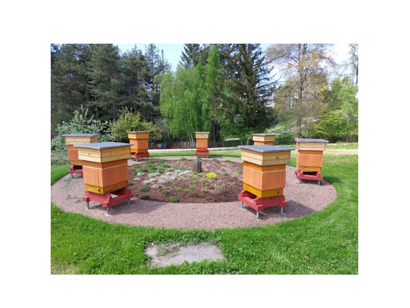 Bienen-Siebenstern mit sieben Bienenvölkern in einer natürlichen Umgebung